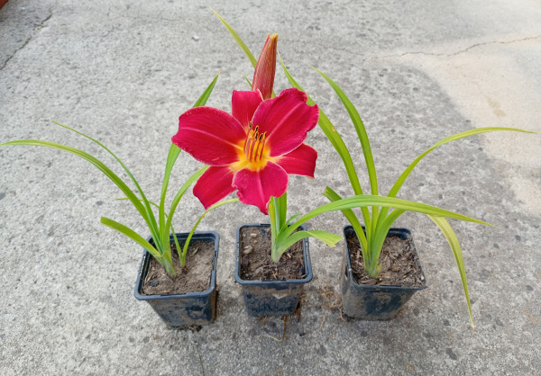 Hemerocallis (Ľaliovka) červenobordová 1