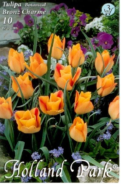 Tulipa Botanical Bronz Charme/10 ks