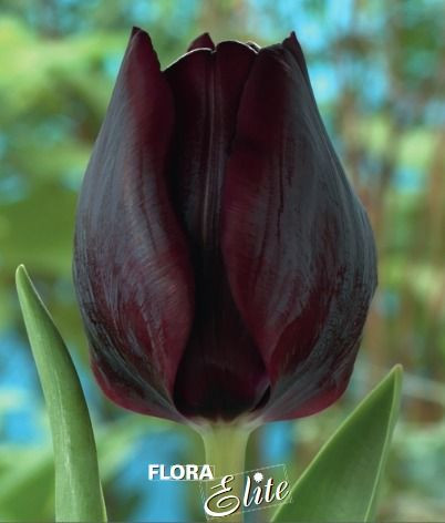 Tulipa Triumph Ronaldo/ 7ks