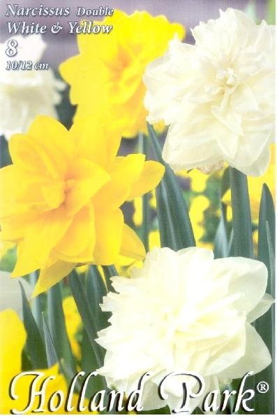 Narcissus Double Duo White & Yellow/8 ks