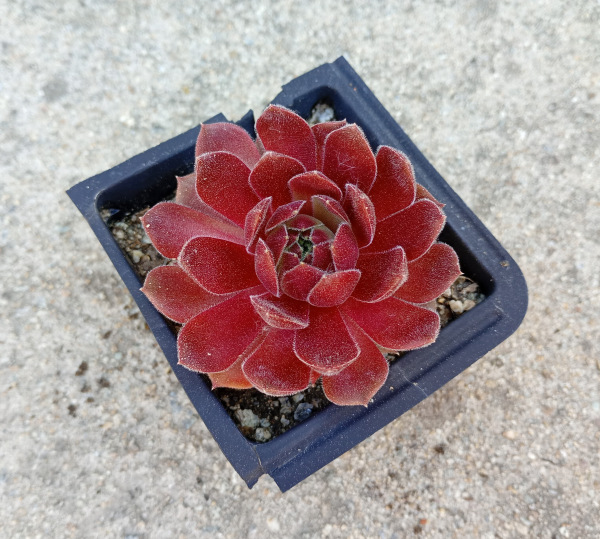 Sempervivum "Ohio Burgundy"