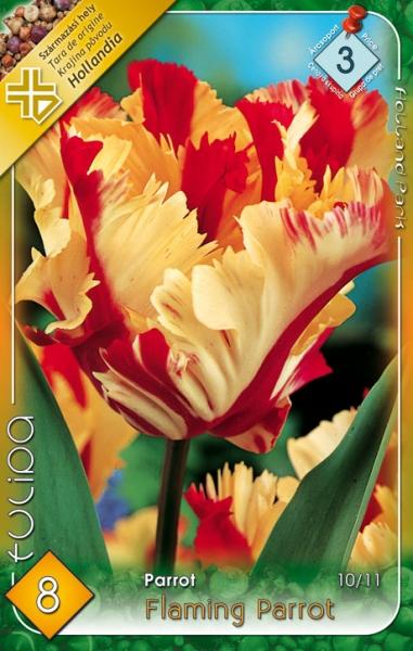 Tulipa Parrot Flaming Parrot/8 ks