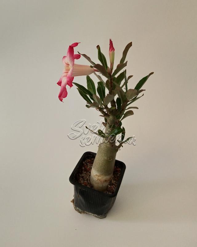 Adenium obesum - semenáč