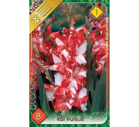 Gladiolus Koi Pursuit/8 ks