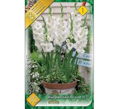 Gladiolus for pot White/10 ks