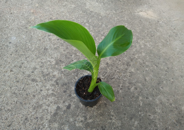Ensete ventricosum "Large seed" 5 semien