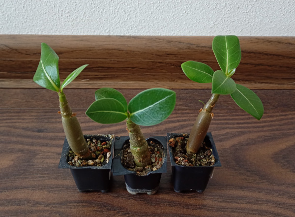 Adenium arabicum "MIX" - semenáč