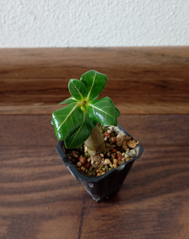 Adenium arabicum "RCN "- semenáč