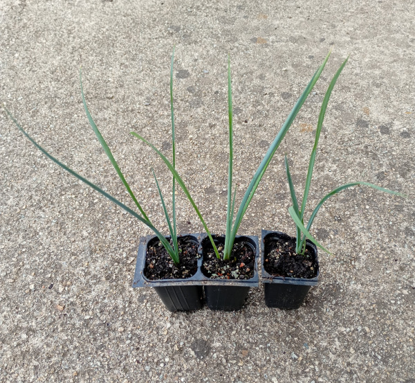 Hesperaloe parviflora (Red yucca) 1
