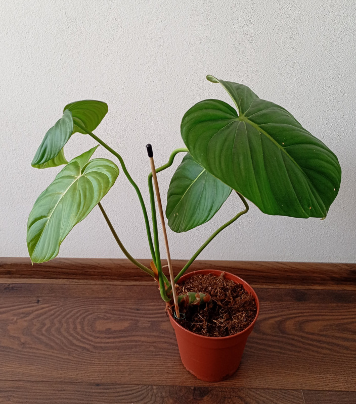 Philodendron pastazanum 1