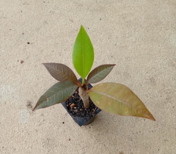 Plumeria rubra "Blue Moon"- semenáč