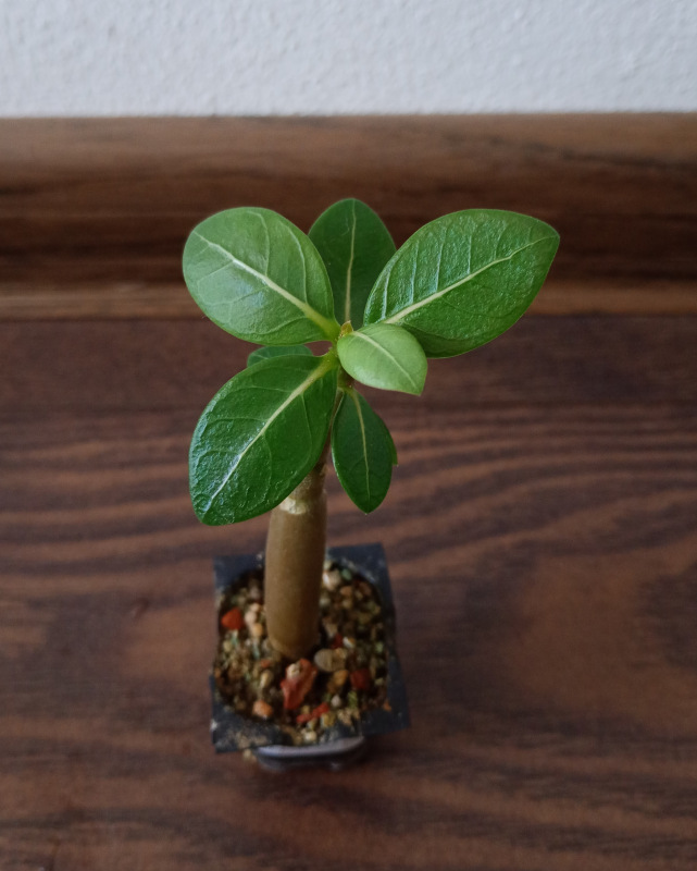 Adenium arabicum "MIX" - semenáč