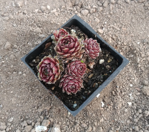 Sempervivum č. 2