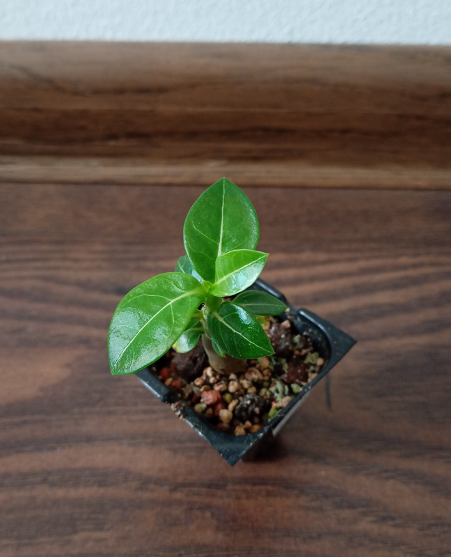 Adenium arabicum "RCN "- semenáč