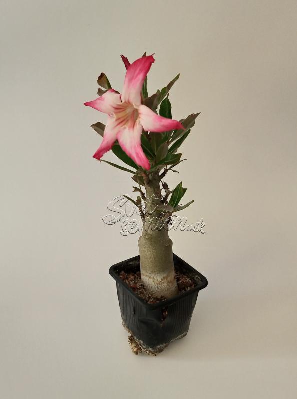 Adenium obesum - semenáč