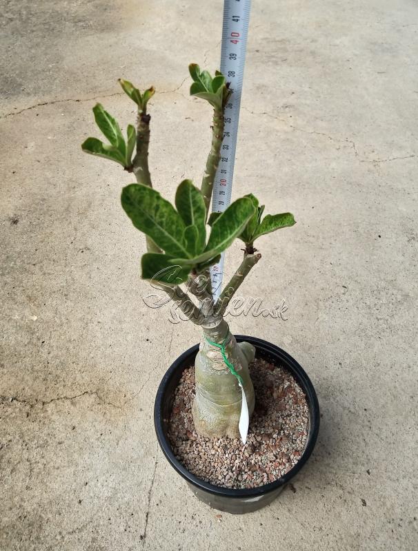 Adenium obesum Purple Classy - vrúbľovaná rastlina