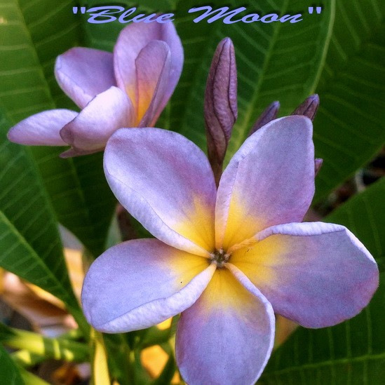 Plumeria rubra "Blue Moon"- semenáč 1