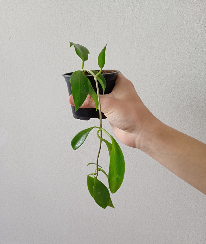 Hoya fischeriana