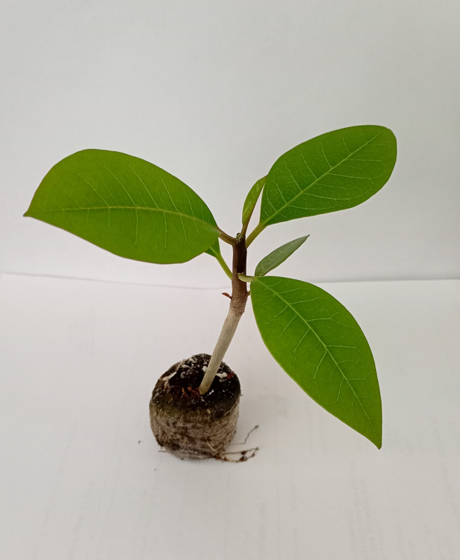 Plumeria rubra "Blue Moon"- semenáč