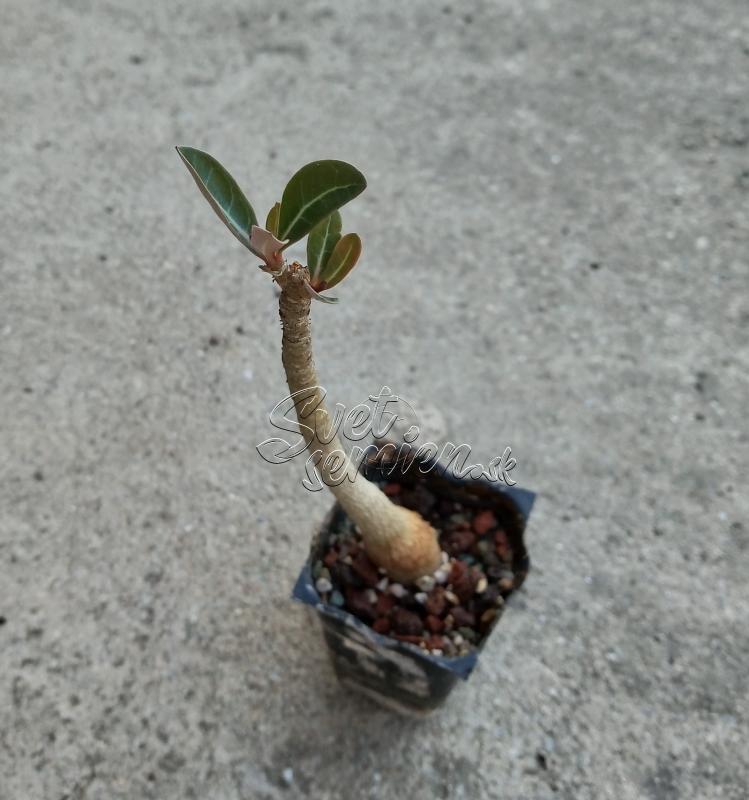 Adenium obesum - semenáč