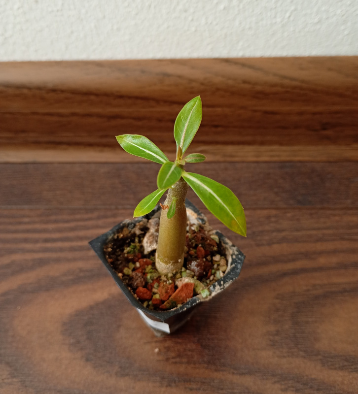 Adenium arabicum "RCN "- semenáč