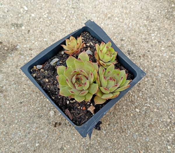 Sempervivum "Norne"
