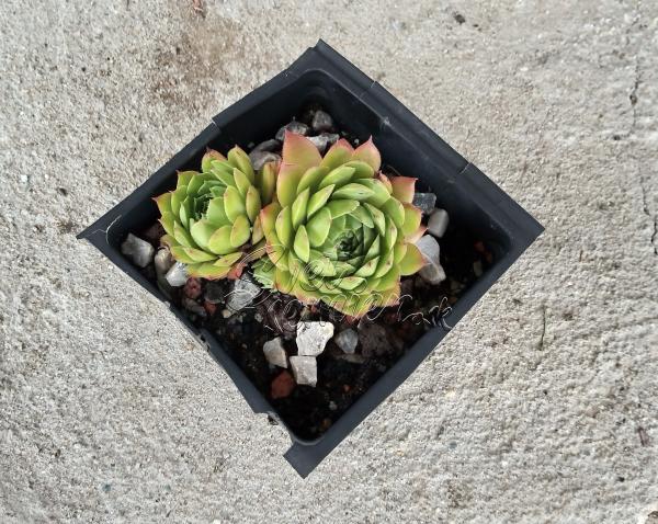 Sempervivum č. 6