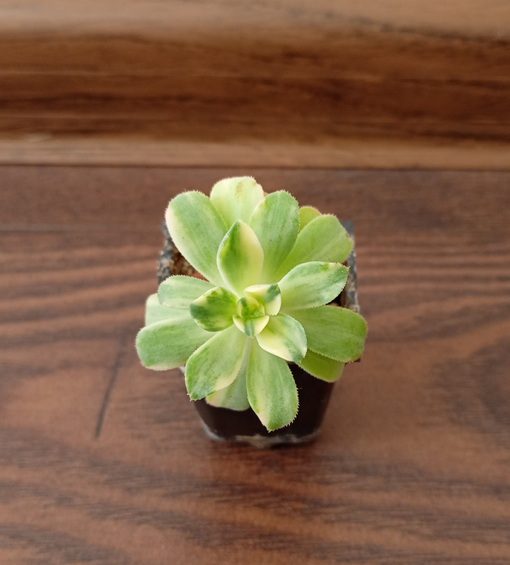 Aeonium castello-paivae f. variegata
