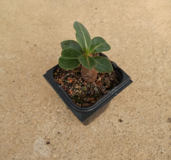 Adenium arabicum "MIX" - semenáč