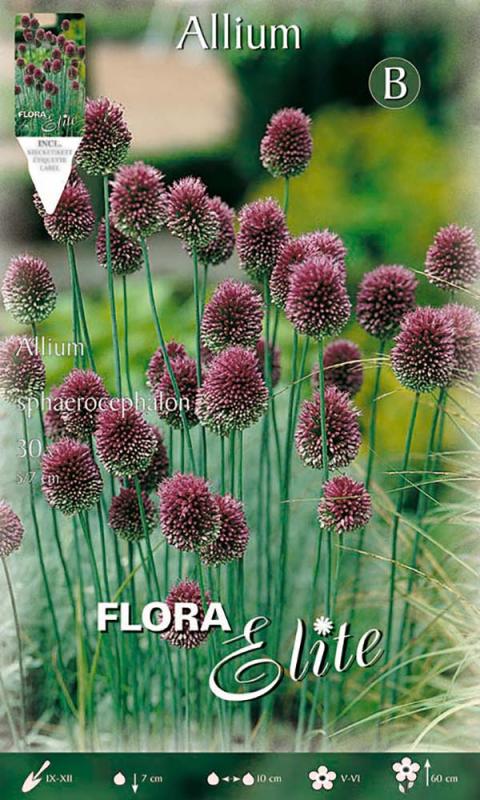 Allium sphaerocephalon 30/ks