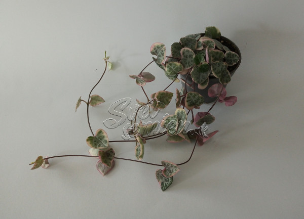 Ceropegia woodii "Variegata" 1