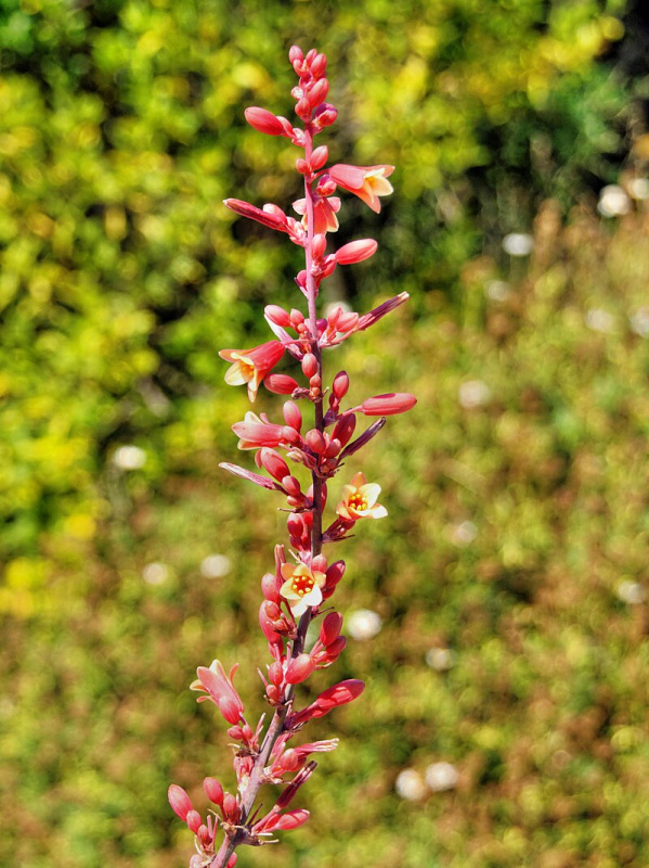 Hesperaloe parviflora (Red yucca)