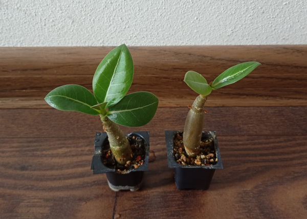 Adenium arabicum "MIX" - semenáč