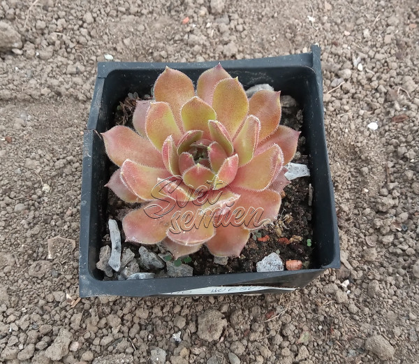 Sempervivum "Ohio Burgundy"