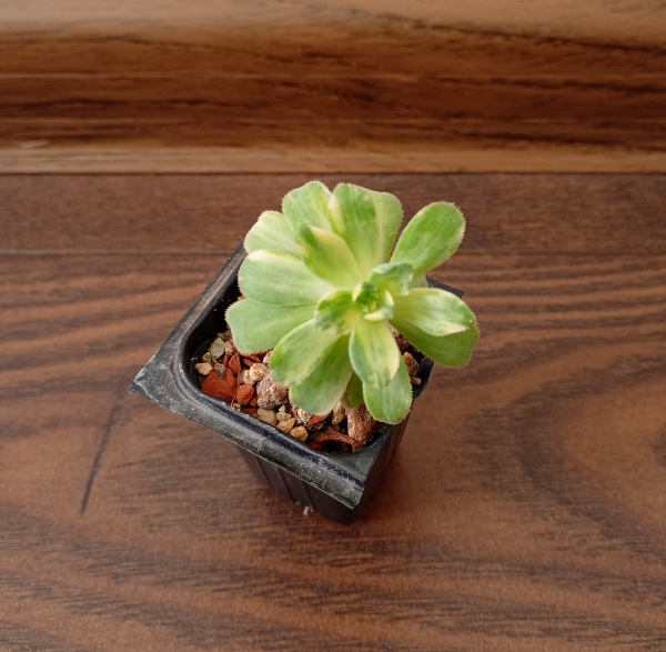 Aeonium castello-paivae f. variegata 1