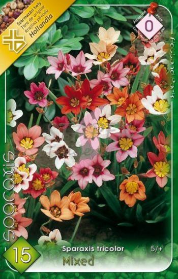 Sparaxis tricolor (Cigánsky kvet) MIX/15 ks
