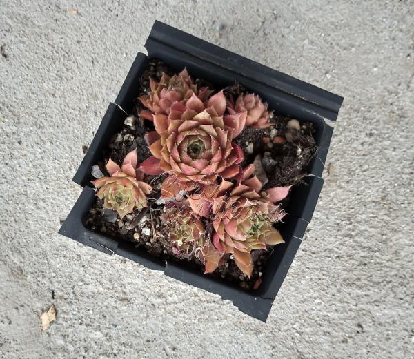 Sempervivum "Granat"