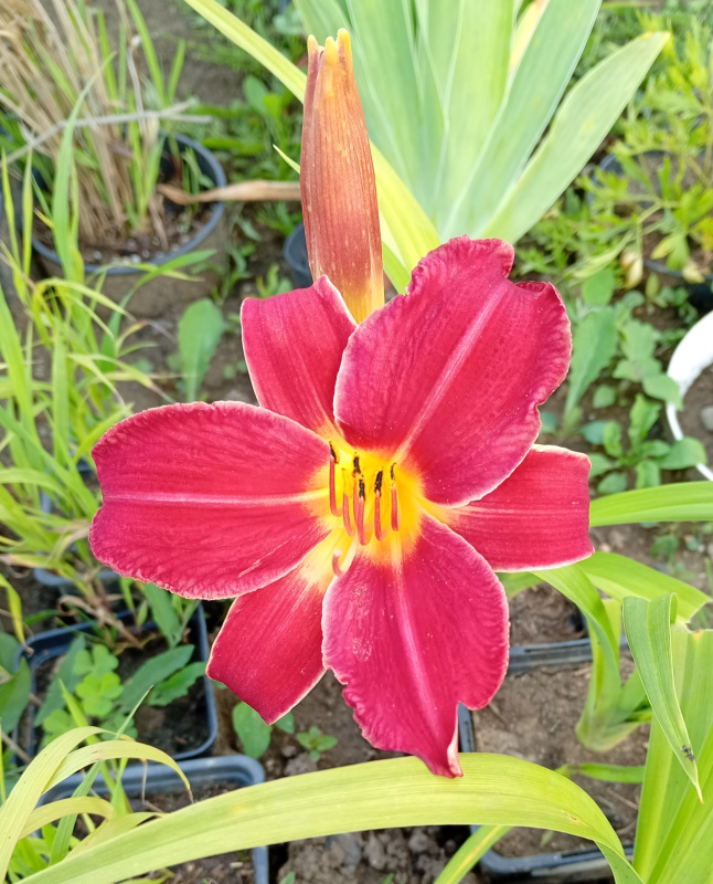 Hemerocallis (Ľaliovka) červenobordová