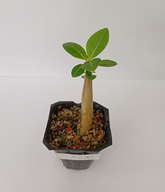 Adenium arabicum "RCN "- semenáč