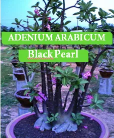 Adenium arabicum "Black Pearl" 5 semien