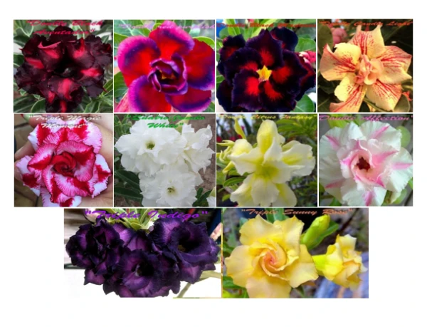 Adenium obesum 10 naklíčených semien