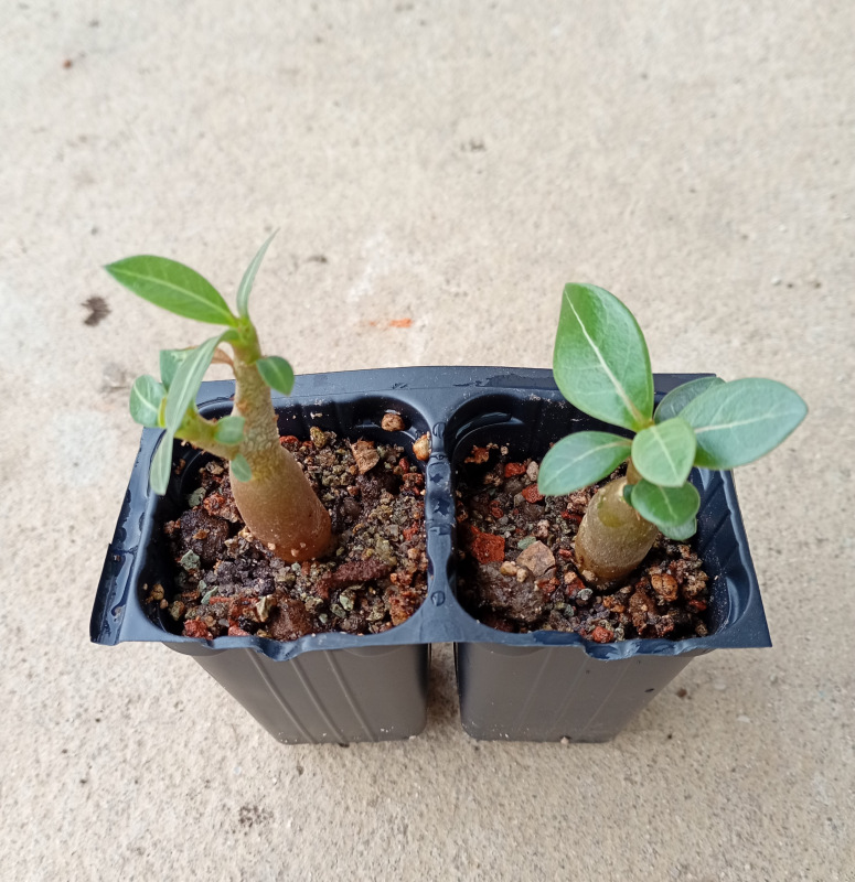 Adenium arabicum "MIX" - semenáč