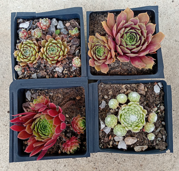 Sempervivum SET 3