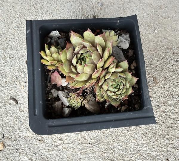 Sempervivum "Norne"