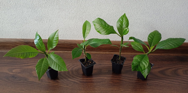 Plumeria rubra - semenáč