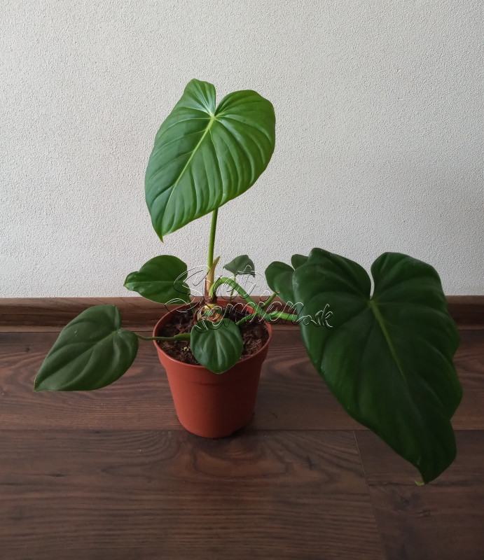 Philodendron pastazanum
