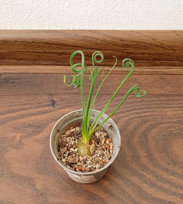 Albuca spiralis