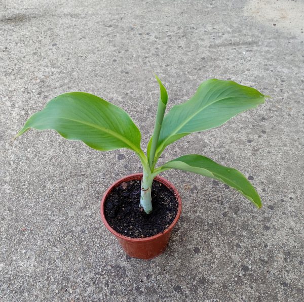 Ensete glaucum