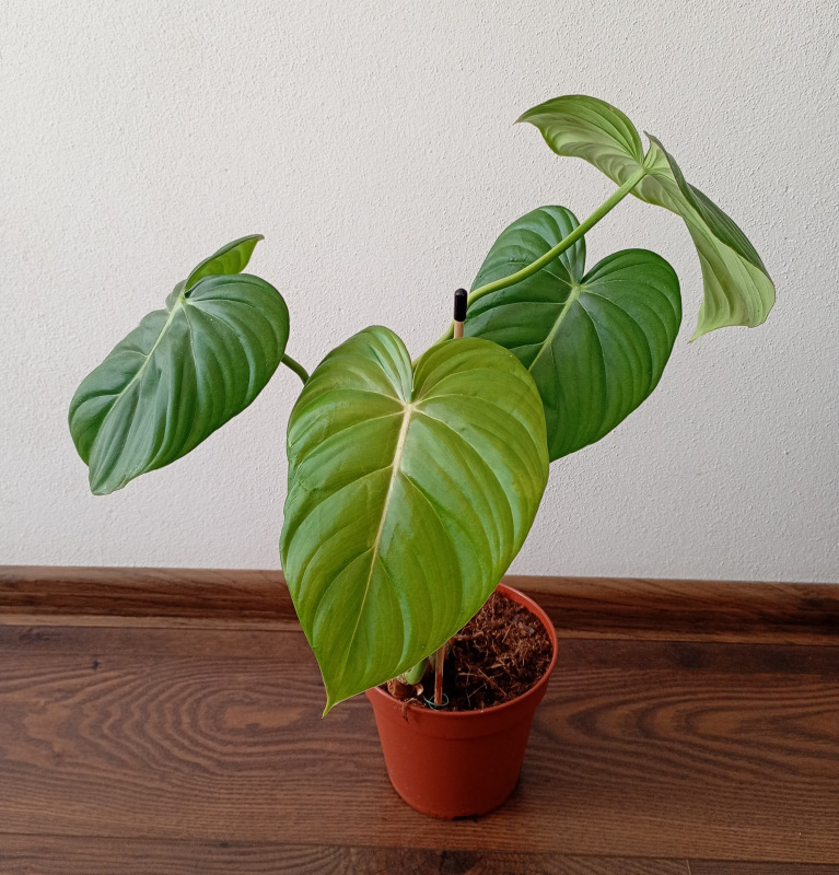 Philodendron pastazanum