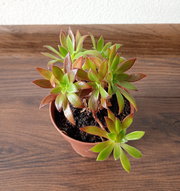 Aeonium "Phoenix Flame" 1